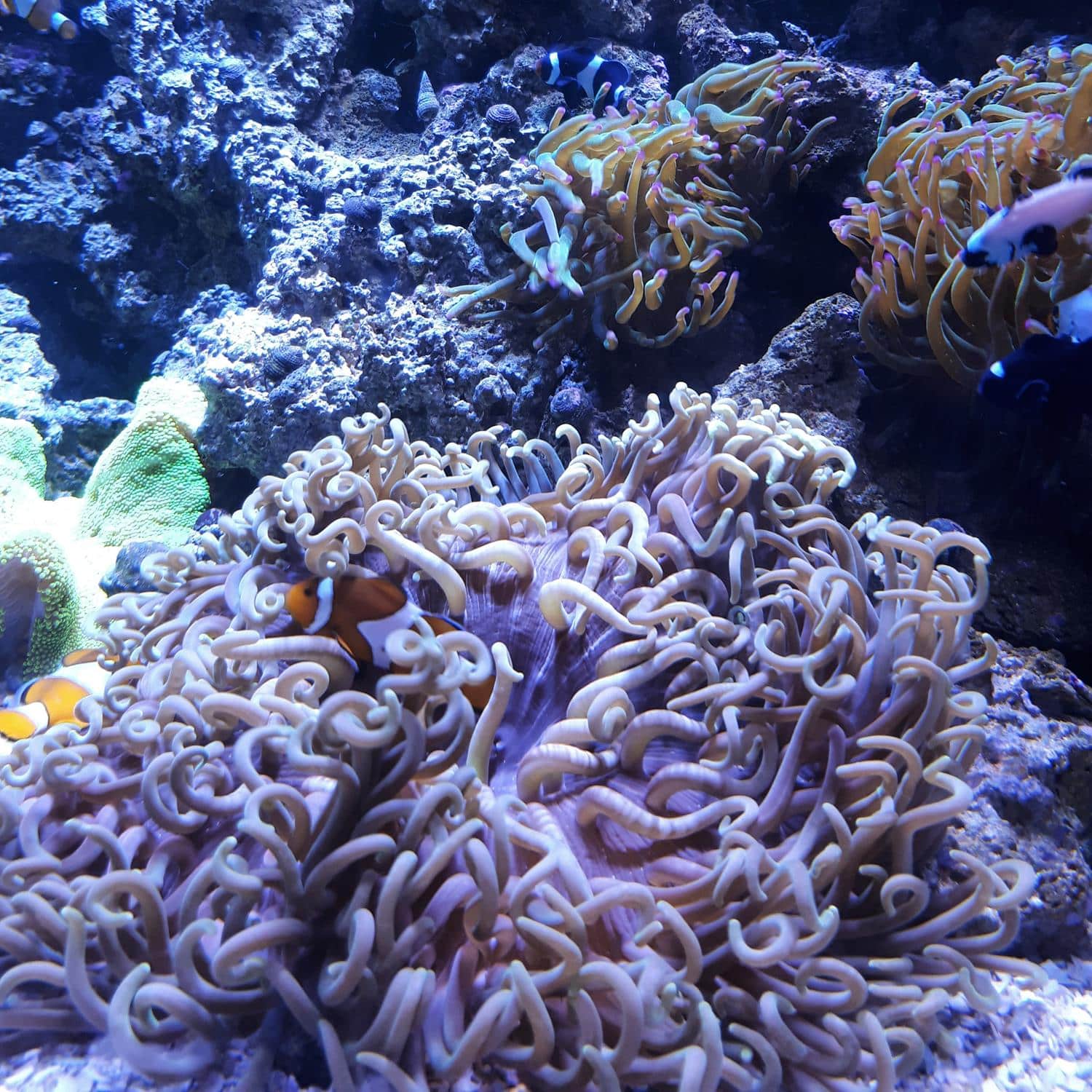 Nemo no AquaRio