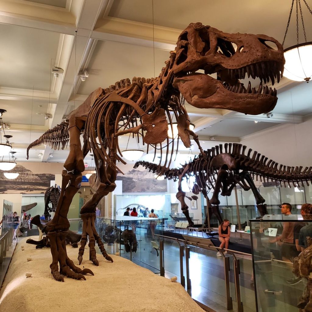 Dinossauro no museu de história natural de nova york