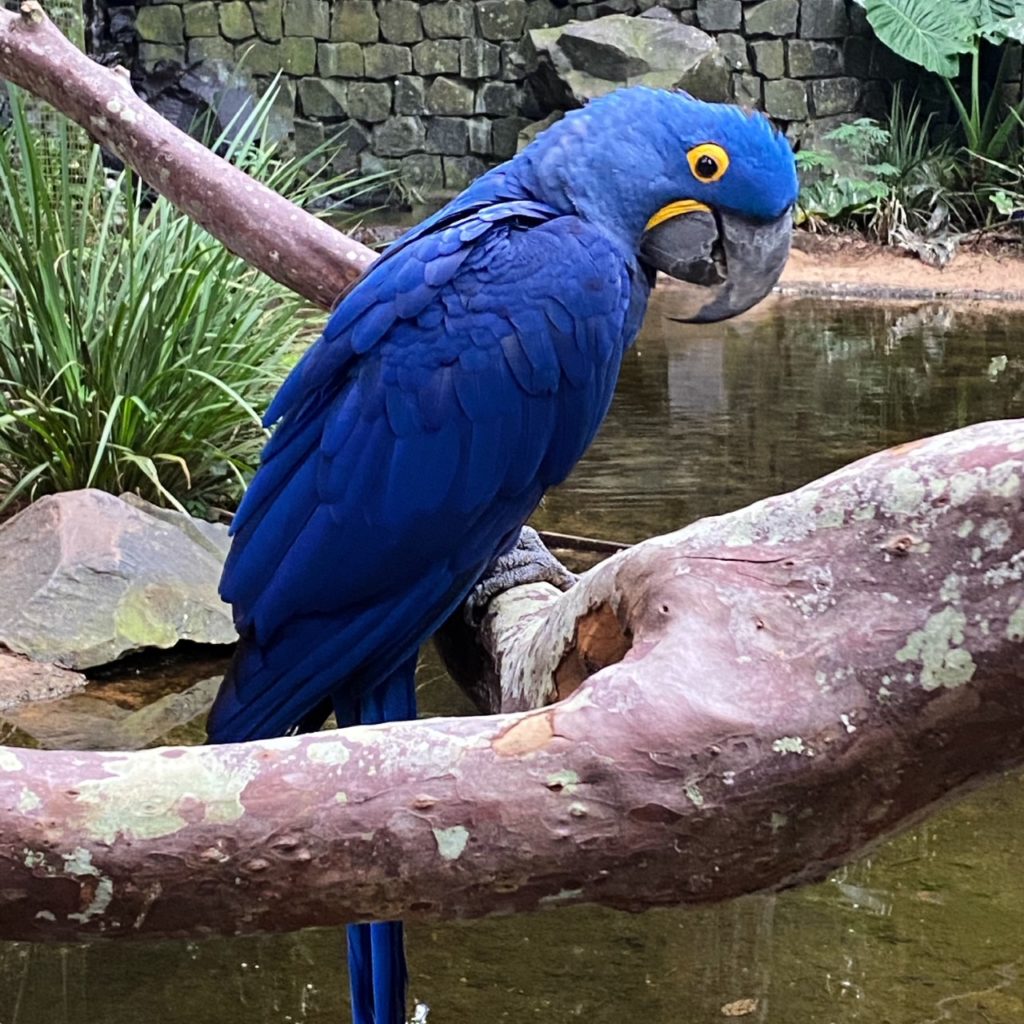 arara azul no parque das aves
