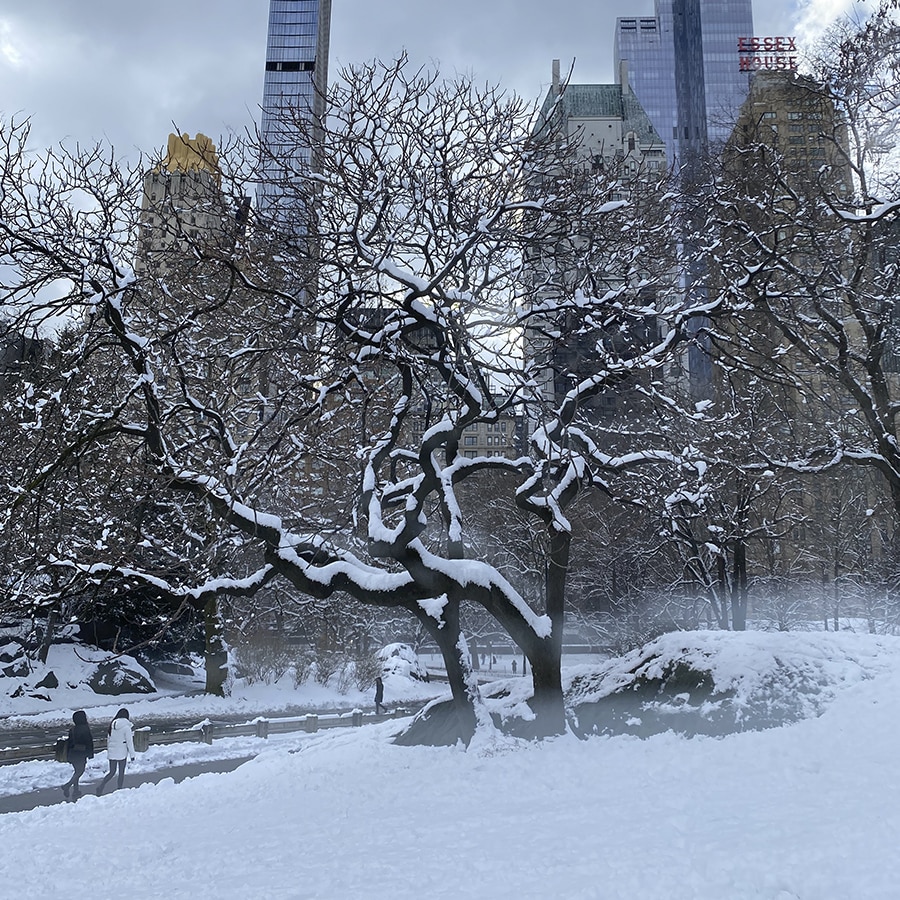 o que fazer em new york com neve